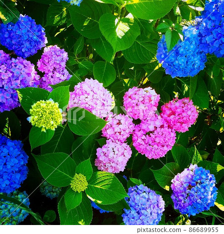 各種繡球花 各種繡球花 86689955