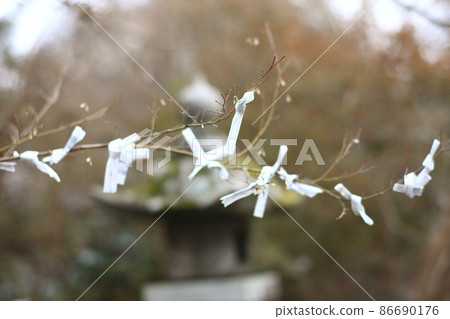 Omikuji on the branch 86690176