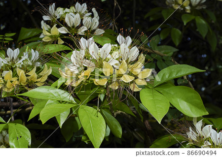 Close up Crataeva flower with leaf on blur background. 86690494