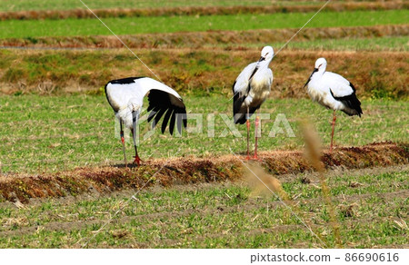 Asakura group Chikuzen town stork flight Asakura group Chikuzen town stork flight 86690616