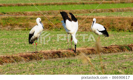 Asakura group Chikuzen town stork flight Asakura group Chikuzen town stork flight 86690617