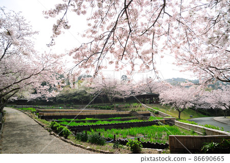 Sakura in Hatsutateike Park 86690665