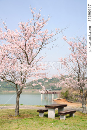 Sakura in Hatsutateike Park 86690667