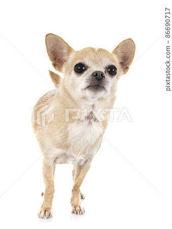 chihuahua in studio 86690717