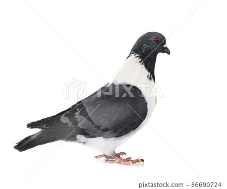 Strasser pigeon in studio 86690724