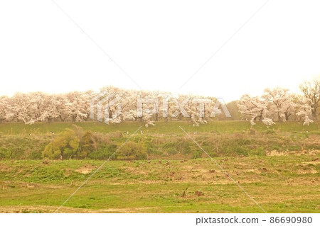 八幡的春天 86690980