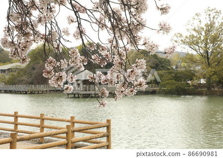 長岡天滿宮的春天 86690981