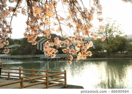 Cherry tree light up Cherry tree light up 86690984