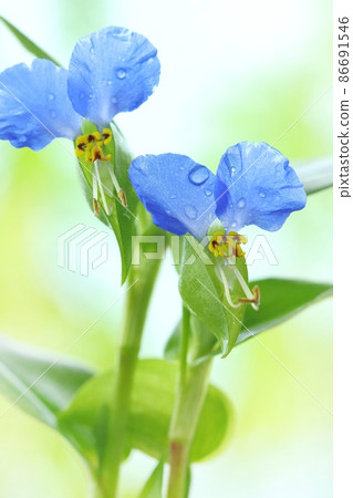 Commelina communis, blue flower, close-up, weed, wild grass 86691546