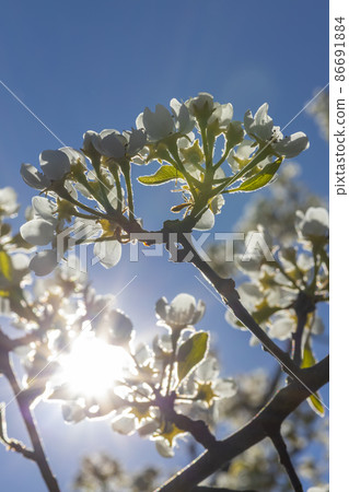 flowers and buds of fruit trees in spring flowers and buds of fruit trees in spring 86691884