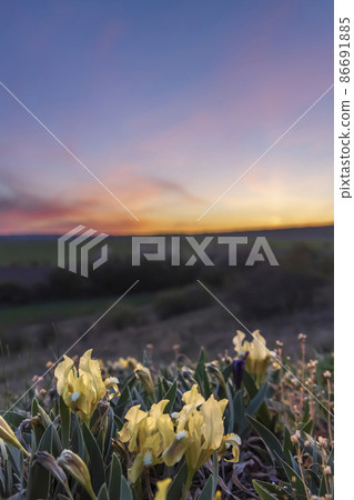Dwarf iris in Pusty kopec u Konic near Znojmo, Southern Moravia, Czech Republic 86691885
