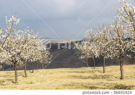Almond tree orchard in Hustopece, South Moravia, Czech Republic Almond tree orchard in Hustopece, South Moravia, Czech Republic 86691924