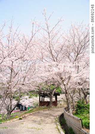 Sakura in Hatsutateike Park 86692148