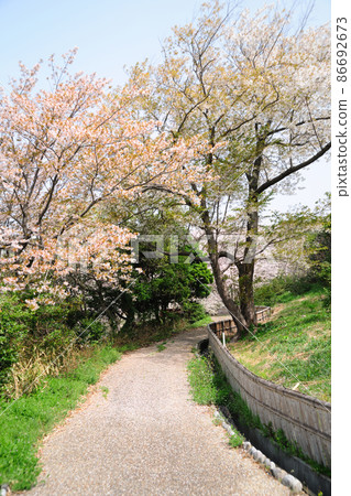 Sakura in Hatsutateike Park 86692673