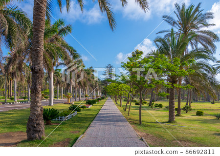 Pedestrian walkway framed with trees and palm trees on both sides with partly cloudy sky in a summer day, at a public park Pedestrian walkway framed with trees and palm trees on both sides with partly cloudy sky in a summer day, at a public park 86692811