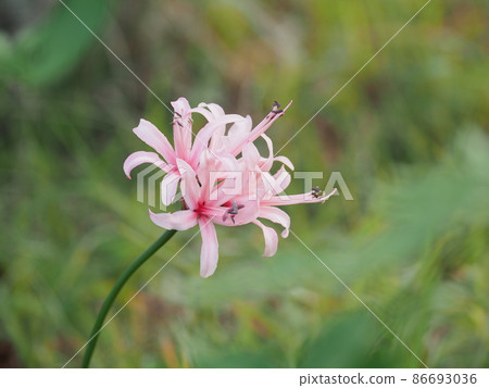 Flowers like pink cluster amaryllis 86693036