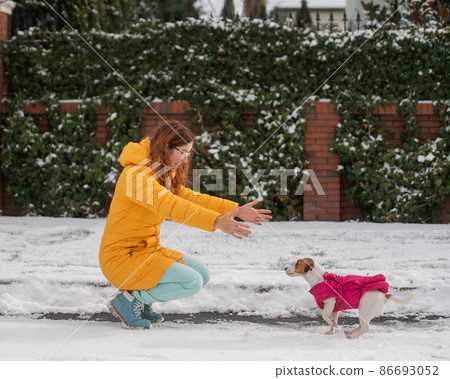 Caucasian woman playing with dog while walking in winter. Jack Russell Terrier is jumping into the arms of the owner. 86693052