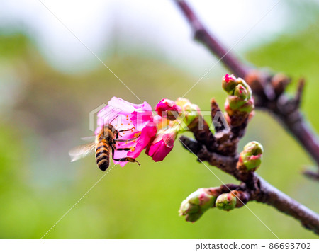 Cherry blossoms 86693702