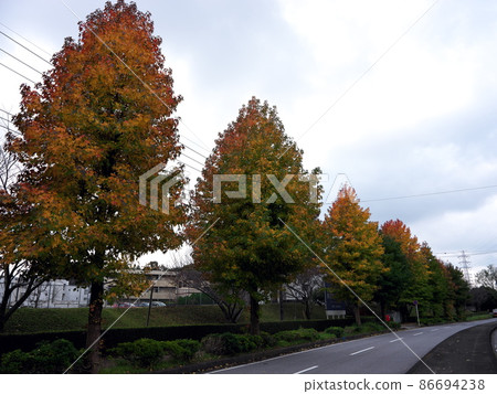 Autumn in Chiba New Town 86694238