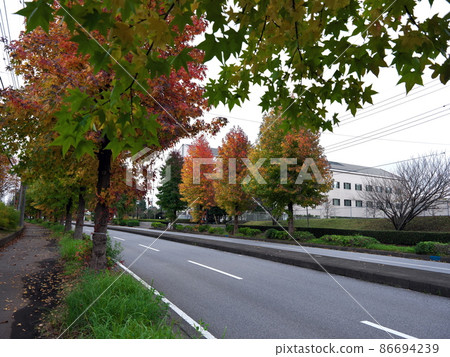 Autumn in Chiba New Town 86694239