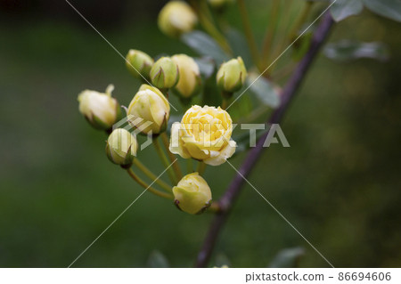 close-up buds Lady Banks rose, just Banks rose or Rosa banksiae, small light yellow inflorescences of roses and buds, spring close-up buds Lady Banks rose, just Banks rose or Rosa banksiae, small light yellow inflorescences of roses and buds, spring 86694606