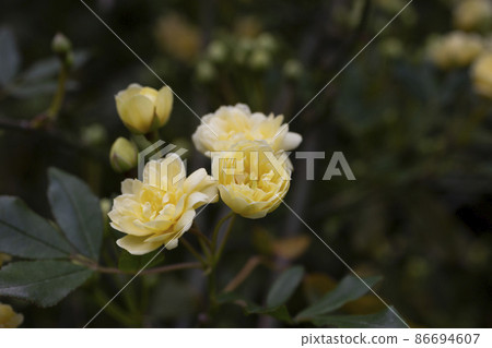 low key, yellow roses on a dark emerald background Lady Banks rose, just Banks rose or Rosa banksiae, April, spring low key, yellow roses on a dark emerald background Lady Banks rose, just Banks rose or Rosa banksiae, April, spring 86694607