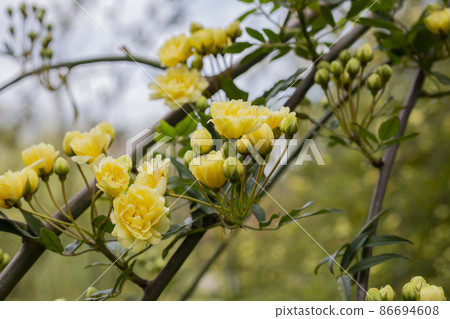 close-up Lady Banks rose, just Banks rose or Rosa banksiae, small light yellow inflorescences of roses and buds, April, spring close-up Lady Banks rose, just Banks rose or Rosa banksiae, small light yellow inflorescences of roses and buds, April, spring 86694608