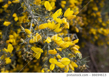 Close up of Ulex Europaeus know as Gorse, bush with small bright yellow flowers 86694613