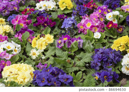 Beautiful primula primrose plants with colorful flowers as background, top view 86694630