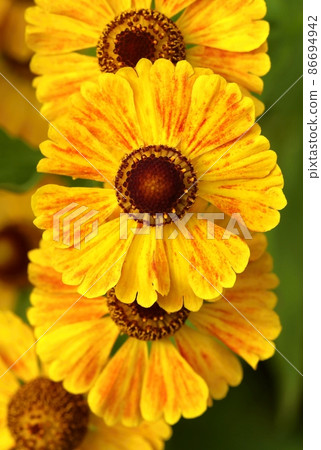 Beautiful garden flower Helenium autumnale 86694942