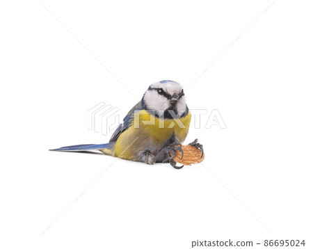 Eurasian blue tit sit with almond bone in paws on white background 86695024