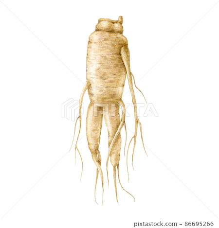 Ginseng root watercolor illustration. Fresh realistic organic natural herb. Traditional medicine energy supplement. Ginseng root hand drawn element. Isolated on white background 86695266