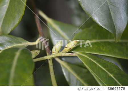 Laurel cherry Laurel cherry 86695376