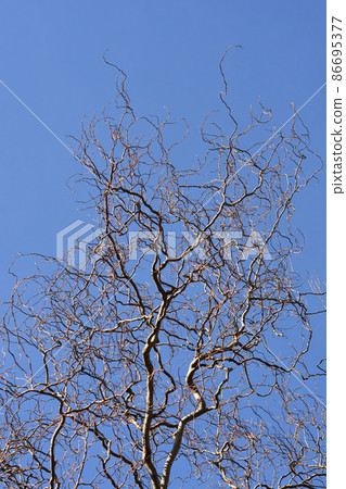 Dragons claw willow Dragons claw willow 86695377