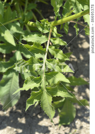 Giant scabious 86695378