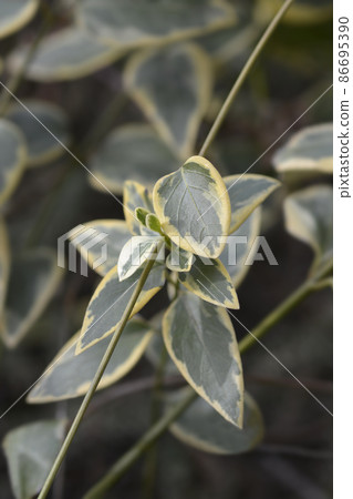 Variegated Greater periwinkle 86695390