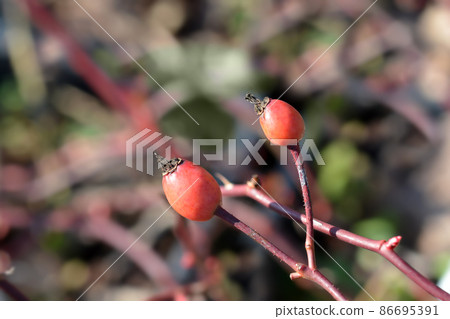 Rose Rouge Meillandecor Meineble rosehip Rose Rouge Meillandecor Meineble rosehip 86695391