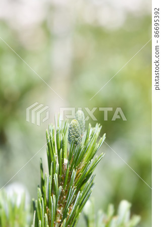 Wiethorst Schwerins pine 86695392