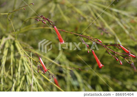 Firecracker plant 86695404