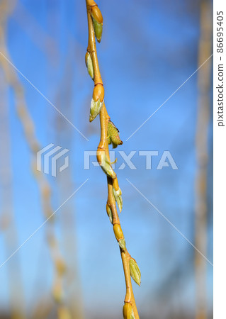 Golden Weeping Willow 86695405