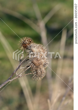 Lesser burdock Lesser burdock 86695407