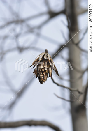 Tulip tree 86695409