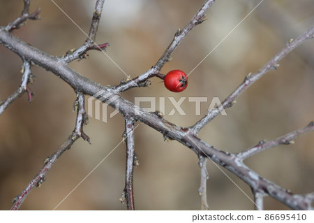 Bearberry cotoneaster Bearberry cotoneaster 86695410