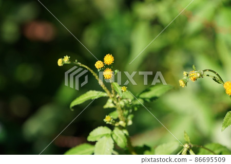 Yellow flower weed 86695509