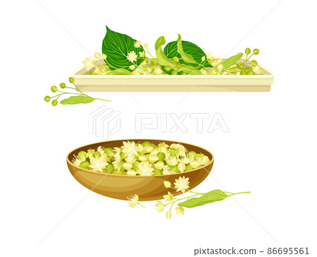 Linden or Tilia Cordata Blossom and Dry Buds Rested in Bowl Vector Set 86695561