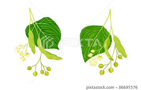 Twig of Linden or Tilia Cordata Blossom with Small Yellow Flower Clusters and Fruit Drupe Vector Set Twig of Linden or Tilia Cordata Blossom with Small Yellow Flower Clusters and Fruit Drupe Vector Set 86695576
