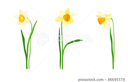 Daffodil or Jonquil Spring Flowering Plant with Yellow Flower and Leafless Stem Vector Set Daffodil or Jonquil Spring Flowering Plant with Yellow Flower and Leafless Stem Vector Set 86695578