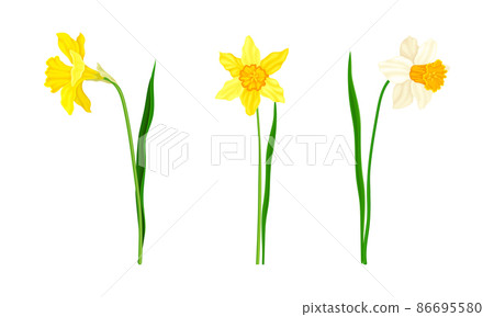 Daffodil or Jonquil Spring Flowering Plant with Yellow Flower and Leafless Stem Vector Set Daffodil or Jonquil Spring Flowering Plant with Yellow Flower and Leafless Stem Vector Set 86695580