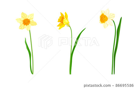Daffodil or Jonquil Spring Flowering Plant with Yellow Flower and Leafless Stem Vector Set 86695586