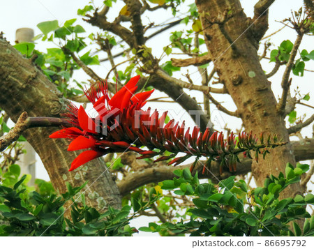 沖繩縣初夏開花的縣花Deigo 86695792